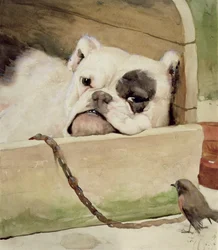 Bulldogge, 1927